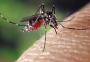Plaga komarów w Gminie Ropczyce! <br> Czy będzie odkomarzanie?