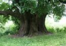 Lipa z Broniszowa może zostać Drzewem Roku 2022