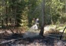 Pożar lasu w Czarnej Sędziszowskiej
