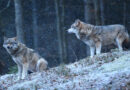Uwaga! Pojawiły się wilki w Niedźwiadzie- nagranie watahy atakującej zwierzę.