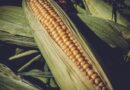 Pomoc dla porducentów kukurydzy – wnioski tylko do końca lutego