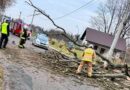 Strażacy usuwali powalone drzewo