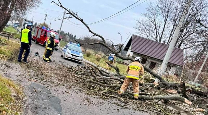 Strażacy usuwali powalone drzewo