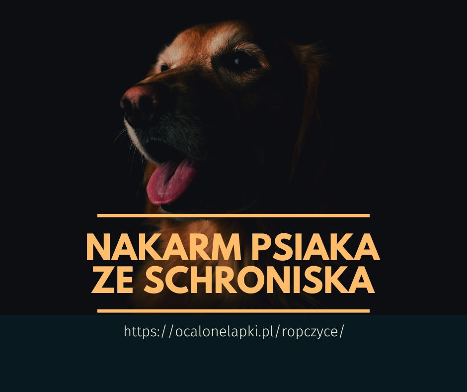 Pieski szukają domów… okaż im serce. Adoptuj lub wesprzyj działalność schroniska