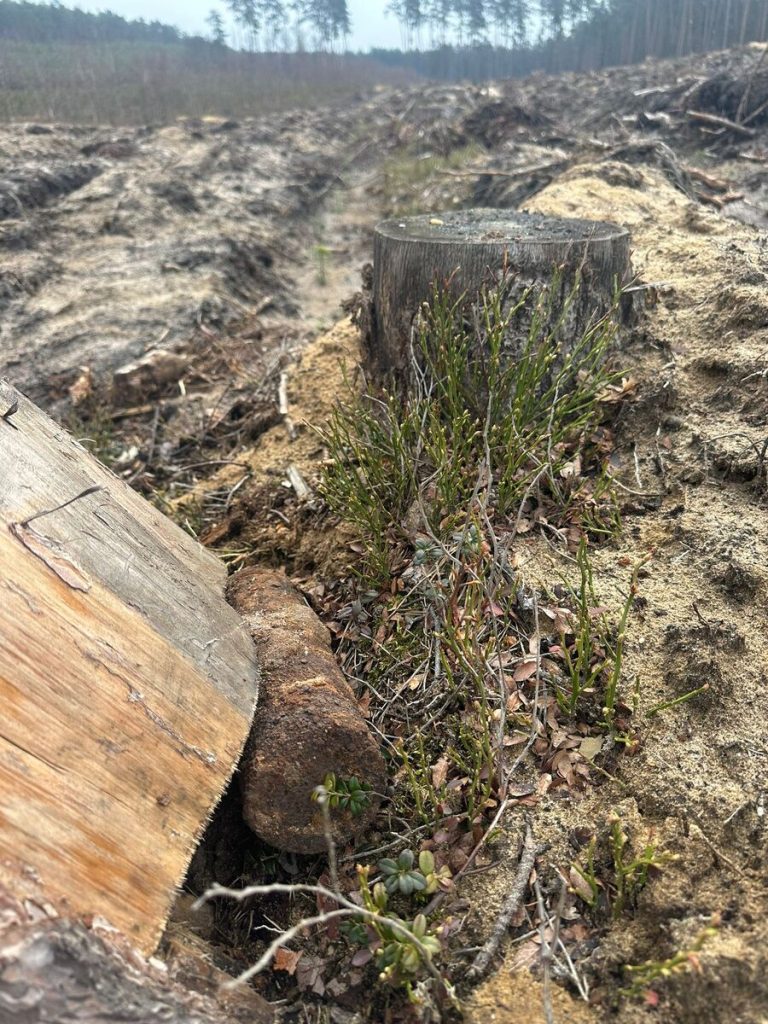 Znaleziono pocisk artyleryjski w lesie