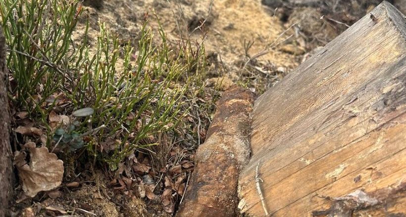 Znaleziono pocisk artyleryjski w lesie