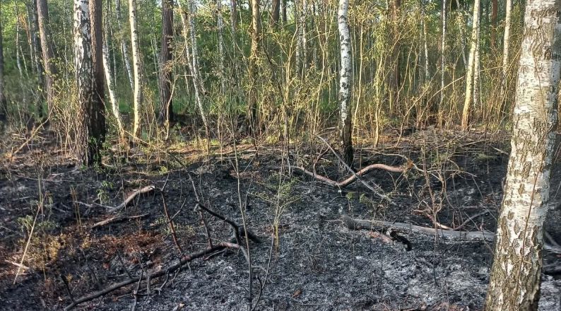 Pożar lasu przy ul. Wolickiej w Sędziszowie Małopolskim